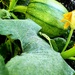 Another Pumpkin on the Vine  by jo38