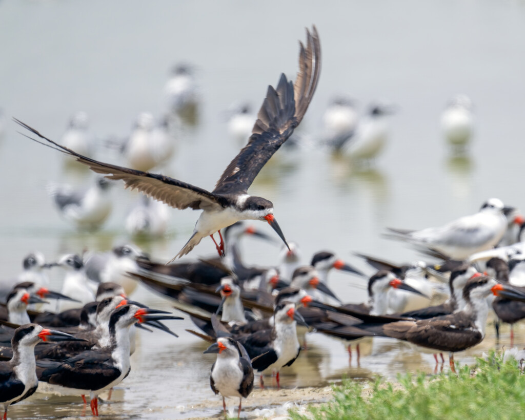 Black Skimmer  by nicoleweg