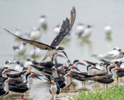 23rd Aug 2024 - Black Skimmer 