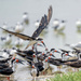 Black Skimmer  by nicoleweg