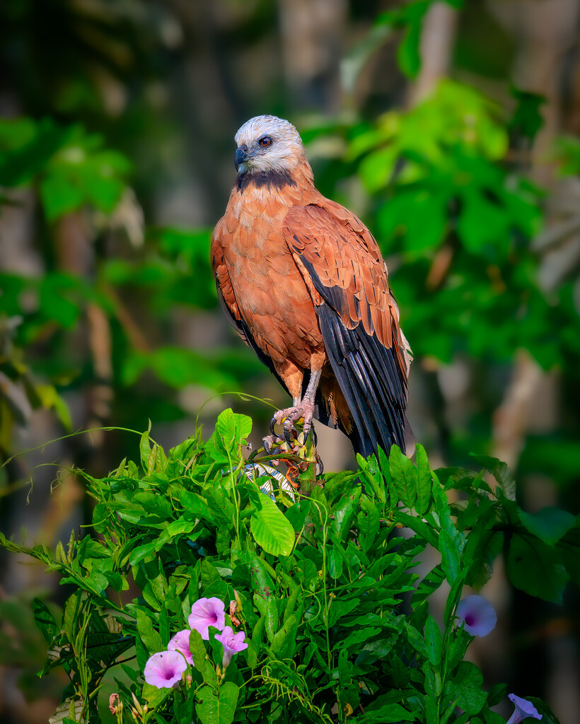 Black-collared Hawk  by nicoleweg