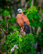 22nd Aug 2024 - Black-collared Hawk 