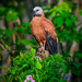 Black-collared Hawk  by nicoleweg