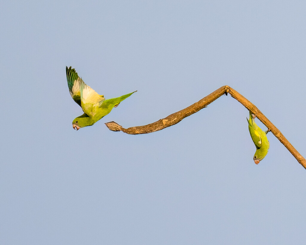 White-winged Parakeet  by nicoleweg