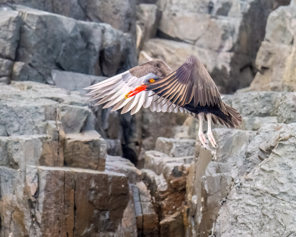 Blackish Oystercatcher  by nicoleweg