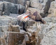 27th Aug 2024 - Blackish Oystercatcher 