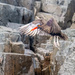 Blackish Oystercatcher 