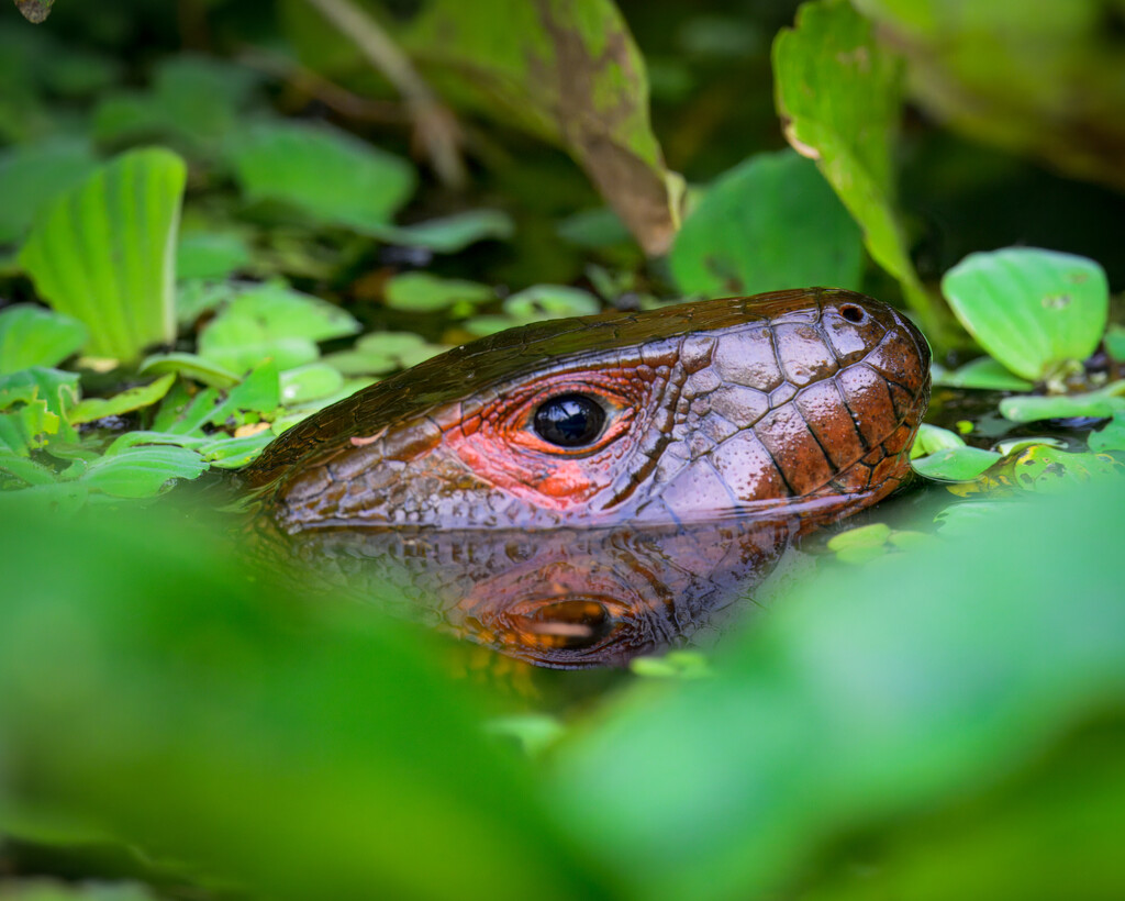 caiman lizard  by nicoleweg