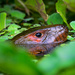 caiman lizard 