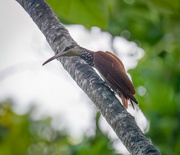 26th Aug 2024 - Long-billed Woodcreeper 