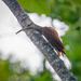 Long-billed Woodcreeper  by nicoleweg