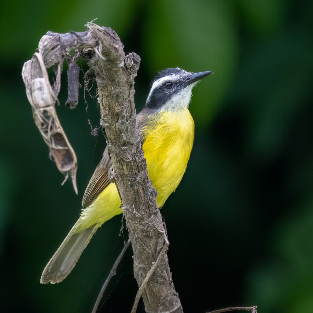 Lesser Kiskadee by nicoleweg