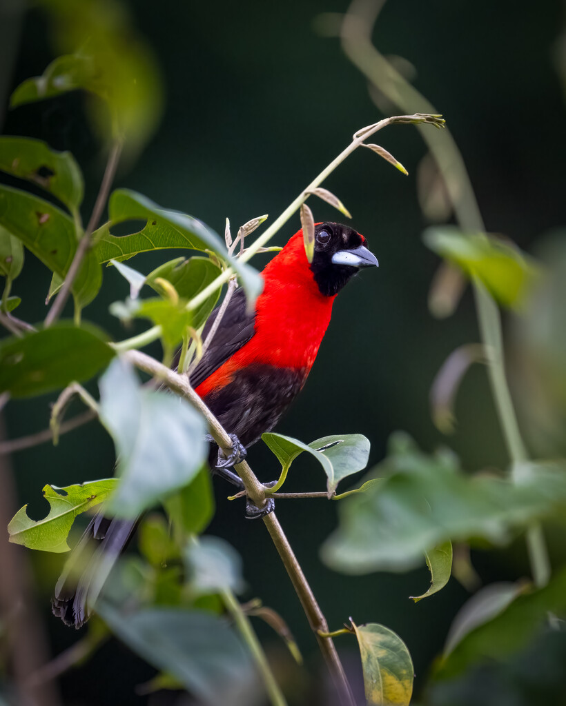 Masked Crimson Tanager by nicoleweg