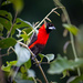 Masked Crimson Tanager