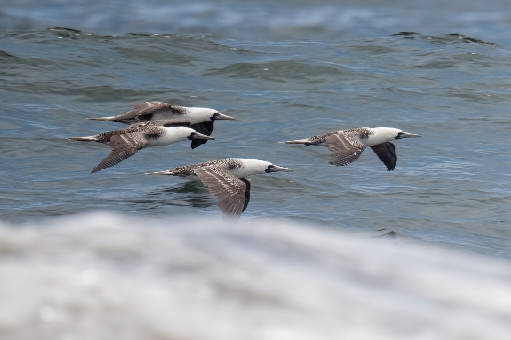 Peruvian Booby by nicoleweg