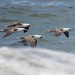 Peruvian Booby