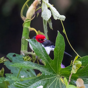 30th Aug 2024 - Red-capped Cardinal 