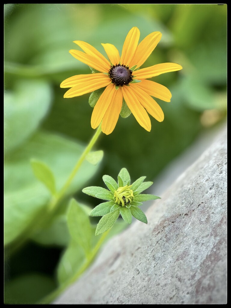 Black-Eyed Susan The Product of a Seed by eahopp