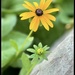 Black-Eyed Susan The Product of a Seed