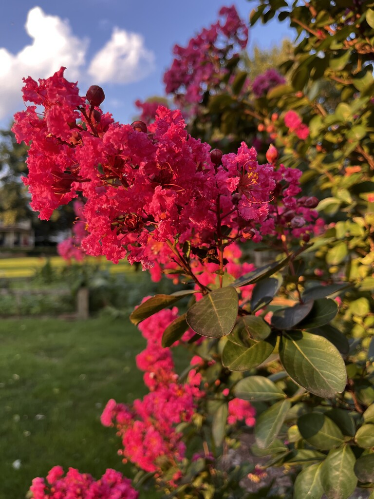 Crepe Myrtle by beckyk365