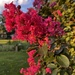 Crepe Myrtle