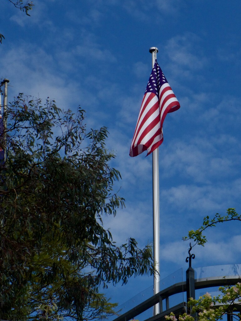 A little plot of America on the harbour front in Greenwich, Sydney.  by johnfalconer