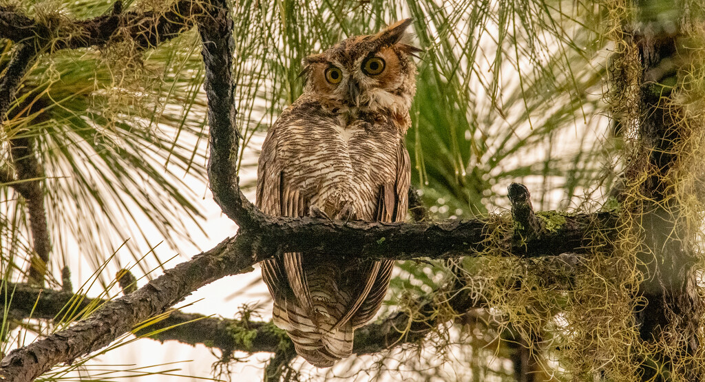 Great Horned Owl, Trying to Figure Out What I'm Doing! by rickster549