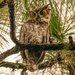 Great Horned Owl, Trying to Figure Out What I'm Doing!