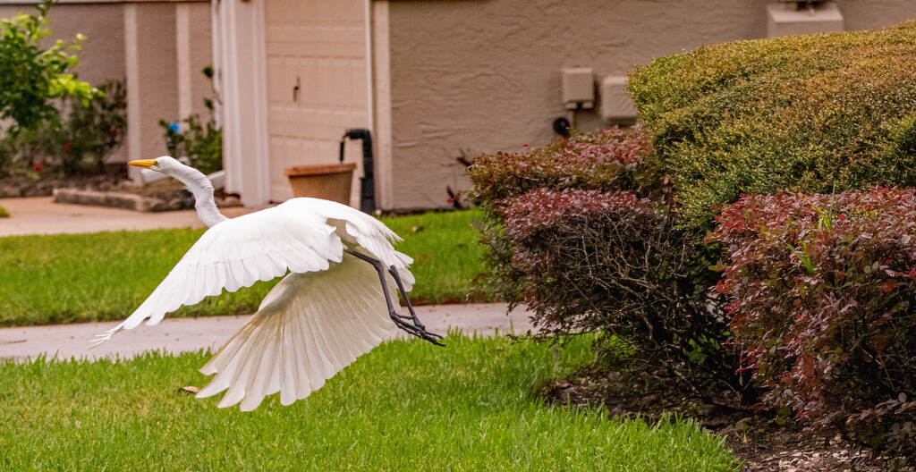 Egret on Takeoff! by rickster549