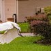 Egret on Takeoff!