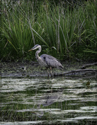 8th Sep 2024 - Heron Again