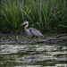 Heron Again by bluemoon