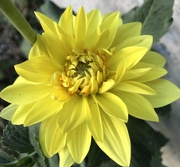 8th Sep 2024 - Yellow Dahlia 