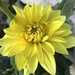 Yellow Dahlia 