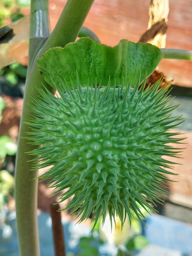 Was datura bloom by monikozi