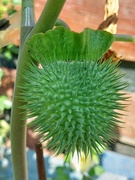 9th Sep 2024 - Was datura bloom