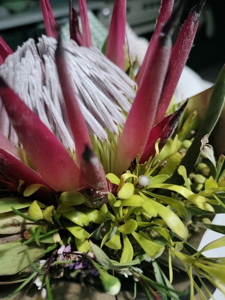 Protea by mdry