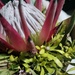 Protea by mdry