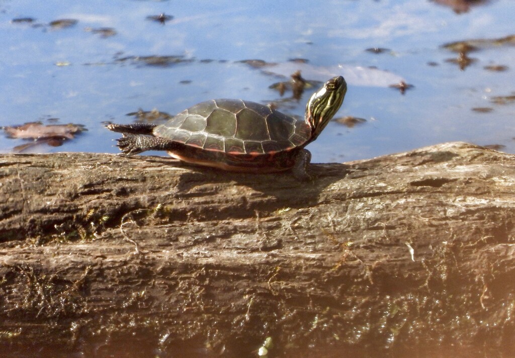 turtle on a log by amyk