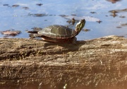 8th Sep 2024 - turtle on a log