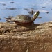 turtle on a log by amyk