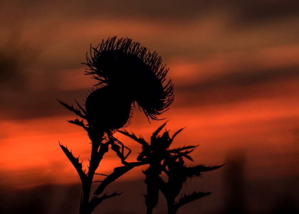 Lovely Thistle by kareenking