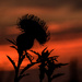 Lovely Thistle by kareenking