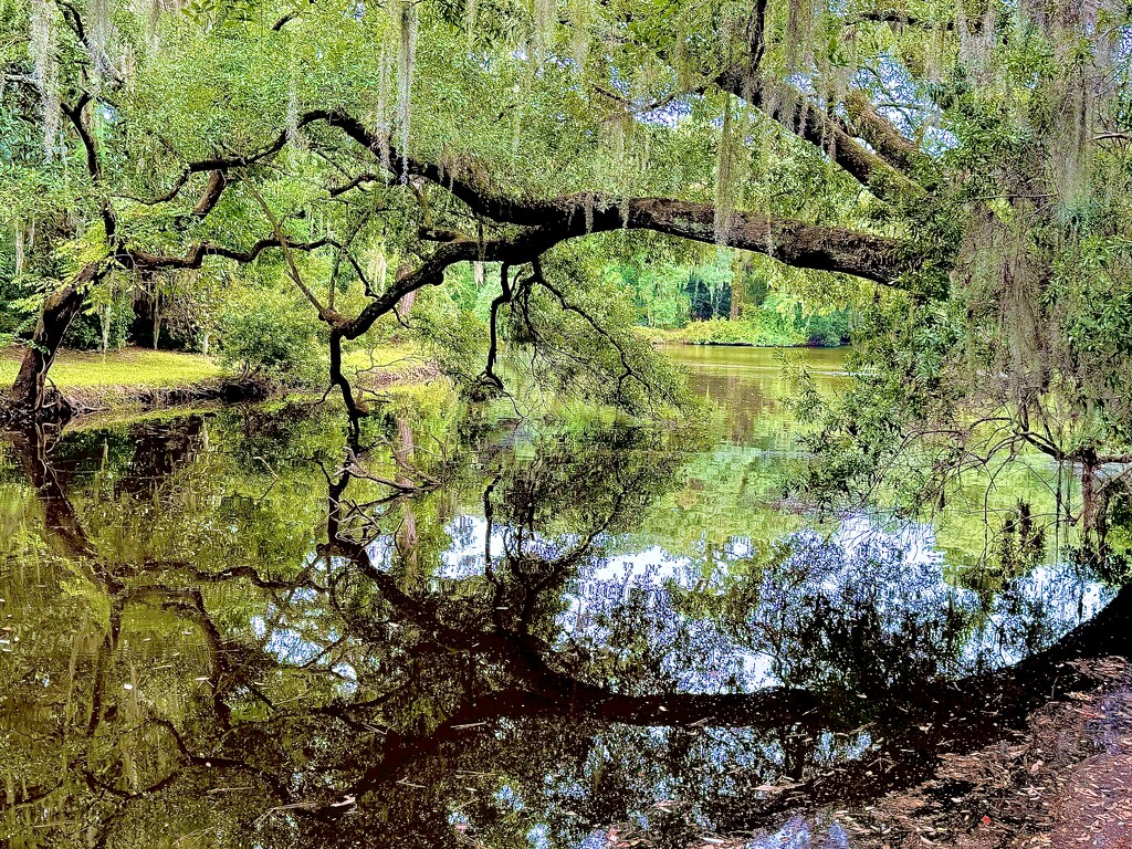 Reflections  by congaree