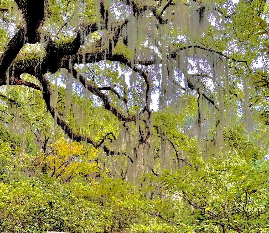 Live oak and Spanish moss by congaree