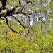 Live oak and Spanish moss by congaree