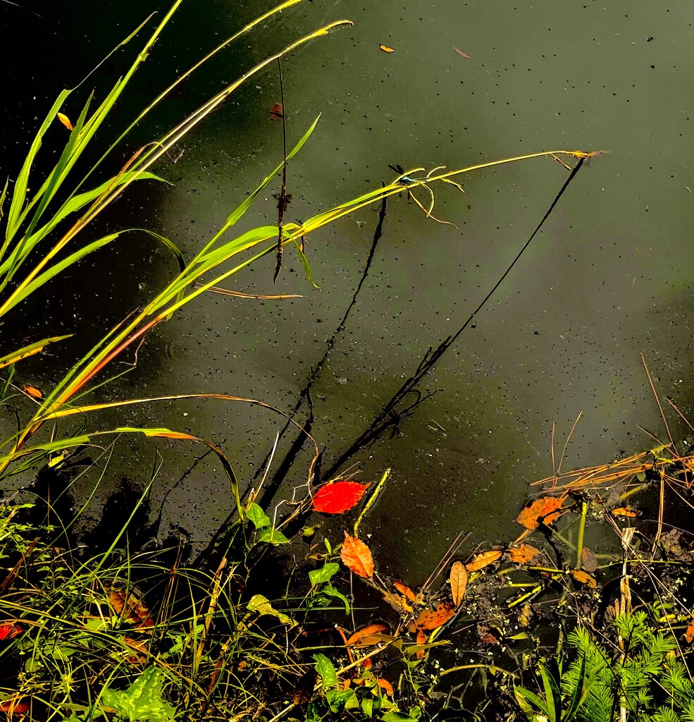 Early Autumn by congaree