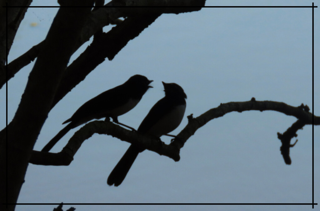 Willie Wagtail Altercation ~  by happysnaps