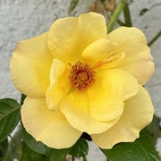 9th Sep 2024 - A sunny rose for a rainy morning…