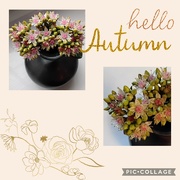 10th Sep 2024 - Sedum flowers.